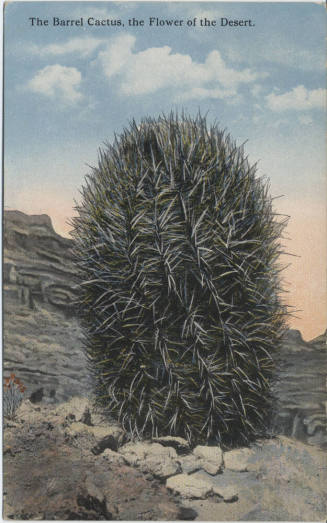 Postcard - "The Barrel Cactus..."
