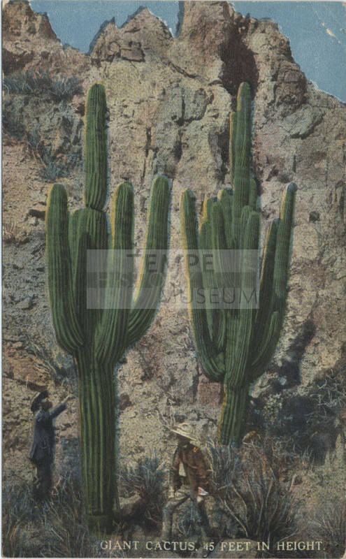 Postcard - Giant Cactus 45 Feet in Height