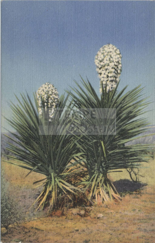 Postcard - "Spanish Daggers" (Yucca)