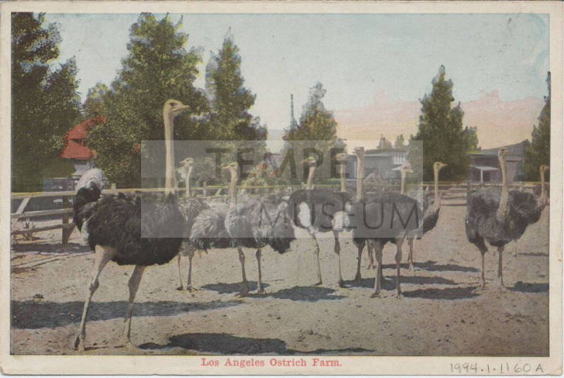Lithograph-Los Angeles Ostrich Farm