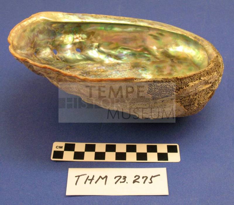 Abalone Shell