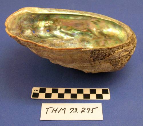 Abalone Shell