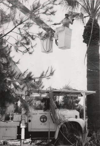 City Worker in Cherry Picker Trimming Trees