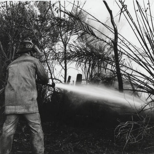 Firefighter at a Brush and Tree Fire