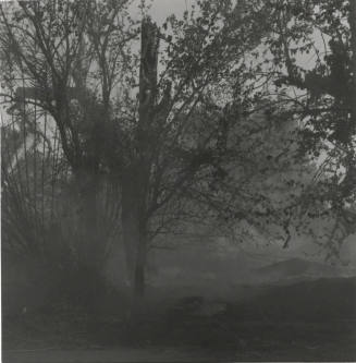 Brush and tree fire