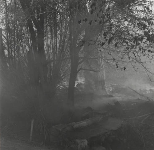 Brush and tree fire