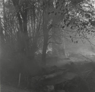 Brush and tree fire