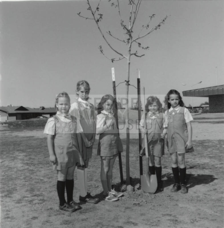 Brownie Troop 246 Plant A Mulberry Tree At Fuller Elementary School - A Tempe Daily News Article