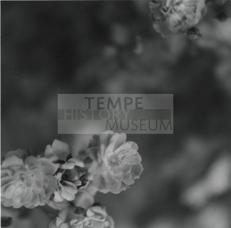 Unidentified picture