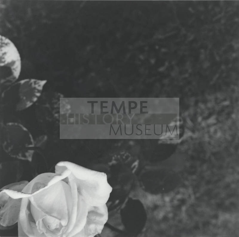 Unidentified picture