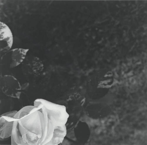 Unidentified picture