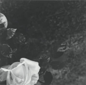 Unidentified picture