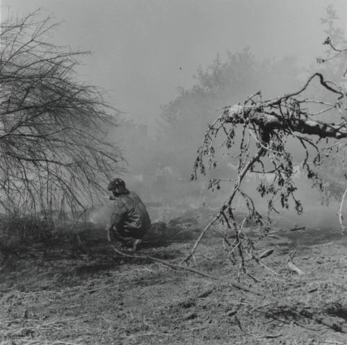 Firefighter and Brush