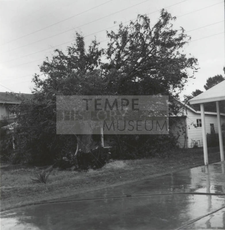 Felled by Storm-June 9, 1977
