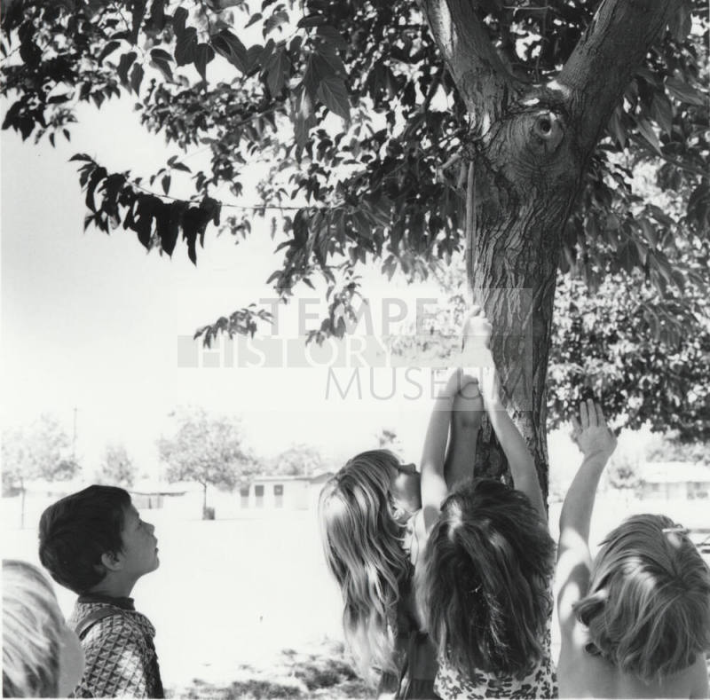 Signs Of Summer - Tempe Daily News - June 16, 1977