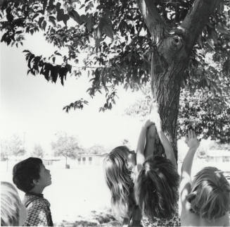 Signs Of Summer - Tempe Daily News - June 16, 1977
