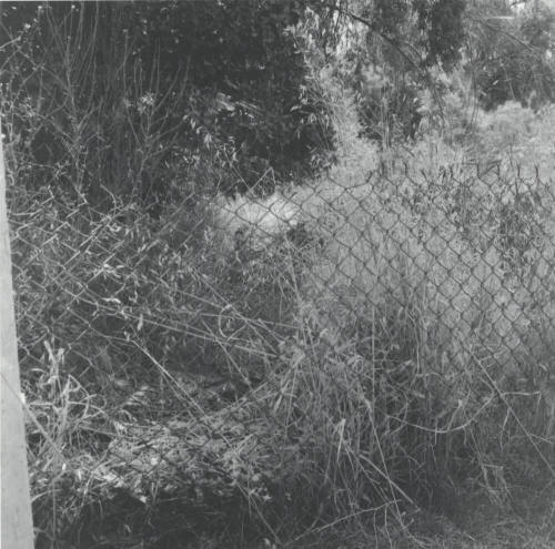 Whose Job? - Tempe Daily News, July 1 1977