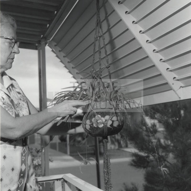 Bird in a Glazed Cag. - Tempe Daily News, July 1 1977