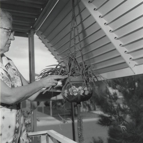 Bird in a Glazed Cag. - Tempe Daily News, July 1 1977