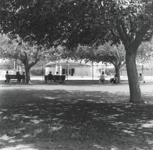 In The Shade Of The Old Cottonwood
