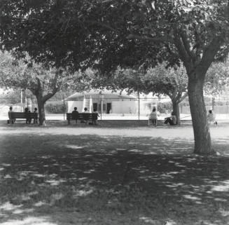 In The Shade Of The Old Cottonwood