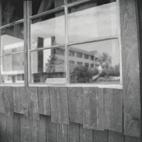Cat in the Window