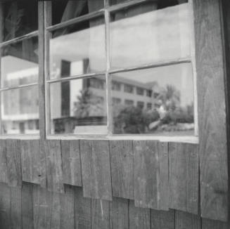 Cat in the Window