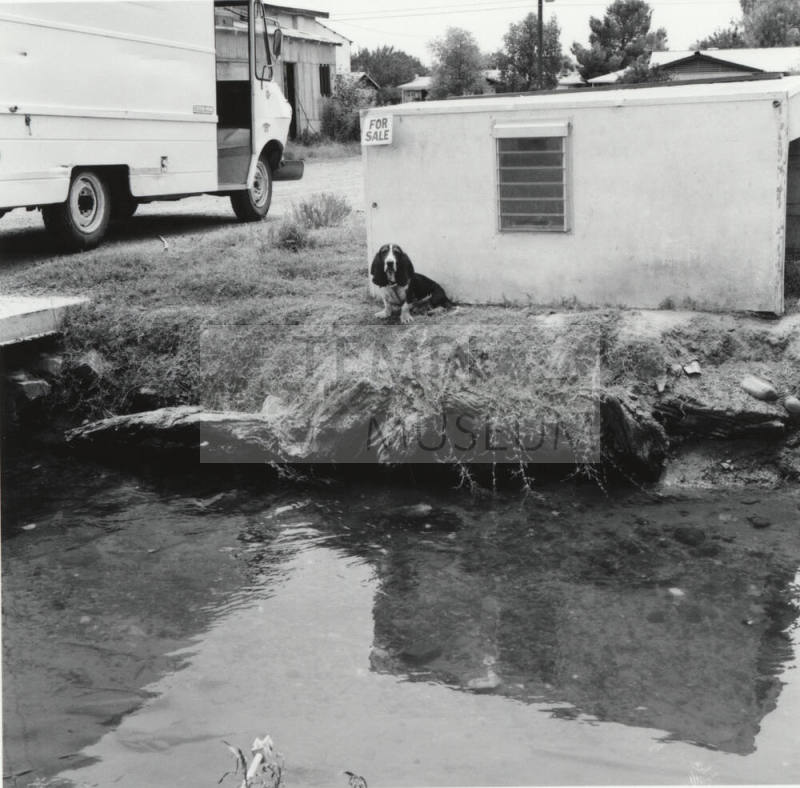 Dog looking at camera. - July 1977