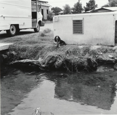 Dog looking at camera. - July 1977