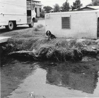 Dog looking at camera. - July 1977
