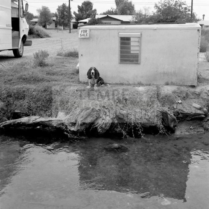 Dog looking at camera. July 1977