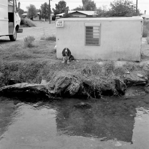 Dog looking at camera. July 1977