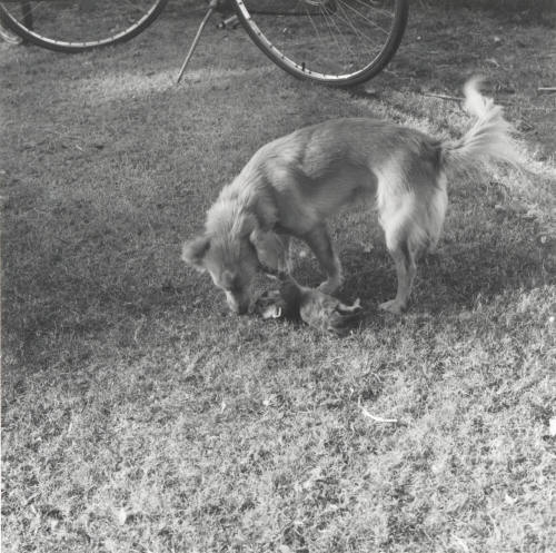 Filling in for Mom. - Tempe Daily News, October 28 1977