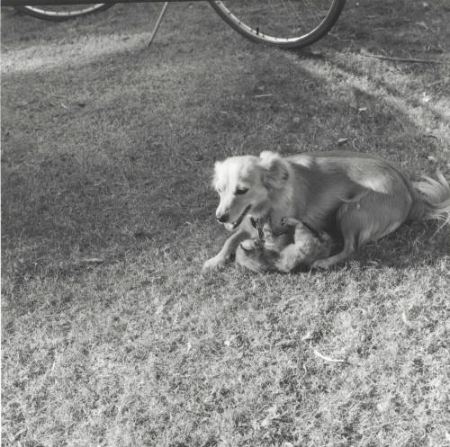 Filling in for Mom. - Tempe Daily News, October 28 1977