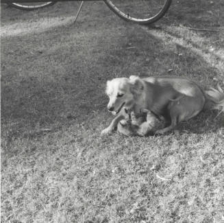 Filling in for Mom. - Tempe Daily News, October 28 1977