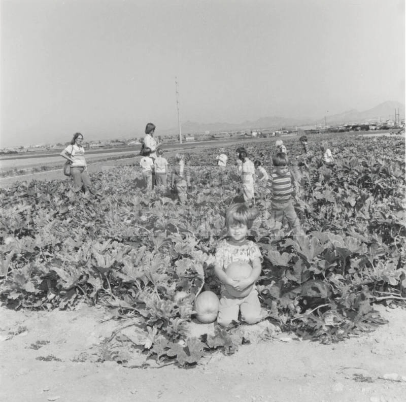 No Frost On The Pumpkin. - Tempe Daily News, October 29
