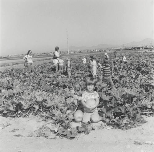 No Frost On The Pumpkin. - Tempe Daily News, October 29