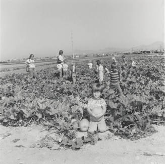 No Frost On The Pumpkin. - Tempe Daily News, October 29