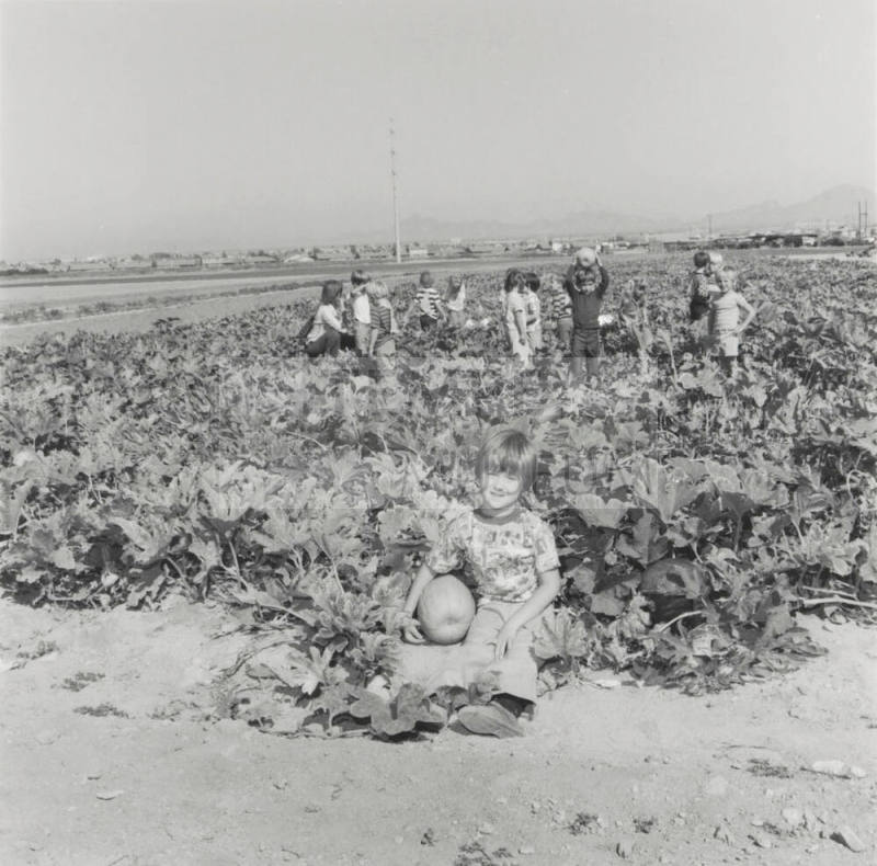 No Frost On The Pumpkin. - Tempe Daily News, October 29