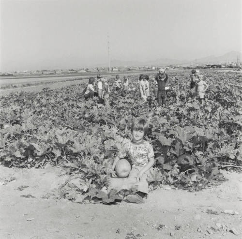 No Frost On The Pumpkin. - Tempe Daily News, October 29