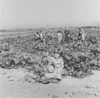 No Frost On The Pumpkin. - Tempe Daily News, October 29