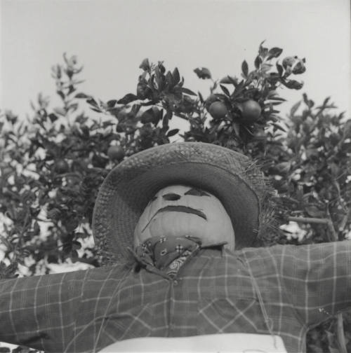 No Frost On The Pumpkin. - Tempe Daily News, October 29