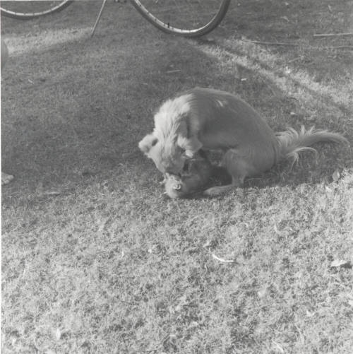 Filling in for Mom. - Tempe Daily News, October 28 1977