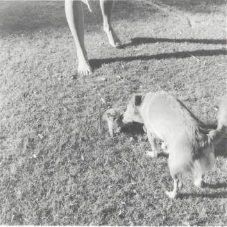 Filling in for Mom. - Tempe Daily News, October 28 1977