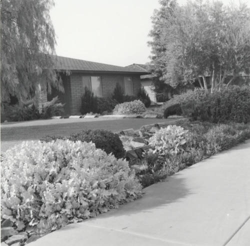 Garden Club Winner, Tempe Daily News, Jan 1978