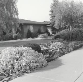 Garden Club Winner, Tempe Daily News, Jan 1978