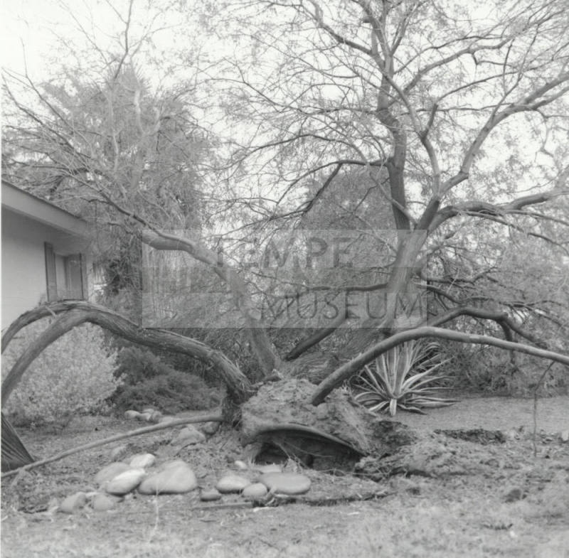 Storm Casualty - Tempe Daily News - 01/12/1978