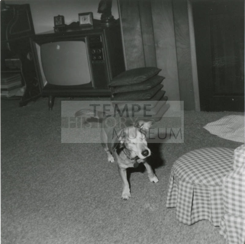 Blind Dog - March 6, 1978
