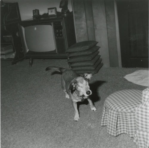 Blind Dog - March 6, 1978