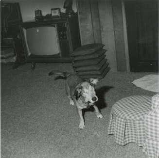 Blind Dog - March 6, 1978